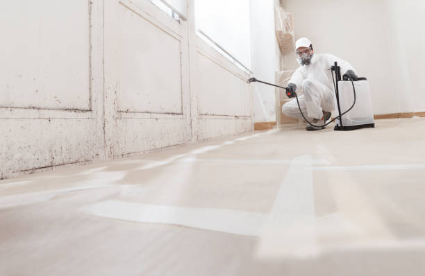 Black mold remediation team in Manchester