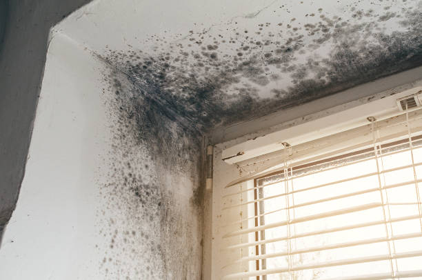 Mold Removal service in Manchester